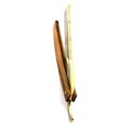 Timor britva Bismarck Marblewood