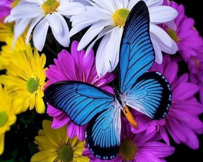 Diamantový obrázok Modrý motýľ
