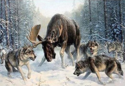 Maľovanie podľa čísiel Los medzi vlkmi