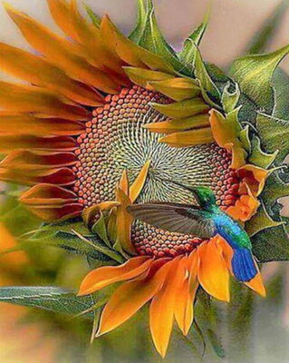 Maľovanie podľa čísiel Kolibrík so slnečnicou