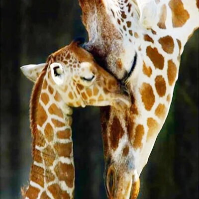 Diamantový obrázok Žirafa s mláďaťom