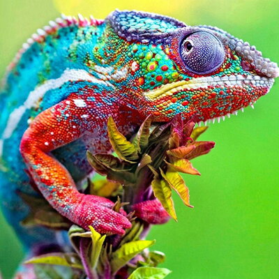 Diamantový obrázok Farebný chameleón