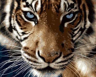 Maľovanie podľa čísiel Pohľad tigra