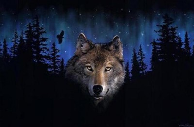 Maľovanie podľa čísiel Vlk v temnom lese