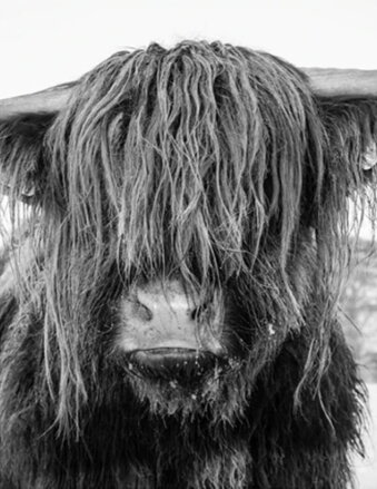 Maľovanie podľa čísiel Yak DX1578
