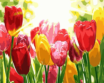 Maľovanie podľa čísiel Tulipány TX312