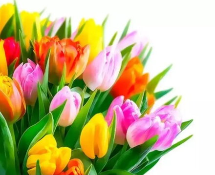 Maľovanie podľa čísiel Kytica tulipánov