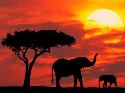 Maľovanie podľa čísiel Afrika A303