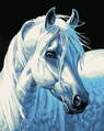 Maľovanie podľa čísiel Kôň beluš RU1041